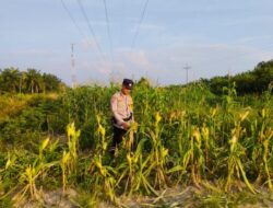 Bhabinkamtibmas Kelurahan Rantau Kopar Pantau Perkembangan Program Ketapang Jagung Pipil