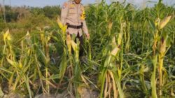 Bhabinkamtibmas Kelurahan Rantau Kopar Memantau Perkembangan Program Ketapang Jagung Pipil