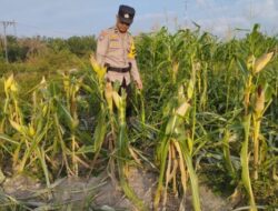 Bhabinkamtibmas Kelurahan Rantau Kopar Memantau Perkembangan Program Ketapang Jagung Pipil