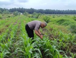 Pendampingan Rutin, Kanit Binmas Polsek Kandis Turun Langsung Memantau Pertumbuhan Tanaman Jagung