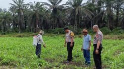 Polri Hadir Bersama Petani, Swasembada Pangan Semakin Nyata di Kandis