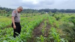 Dari Desa untuk Negeri, Bhabinkamtibmas Merawat Tanaman Jagung Bersama Petani Kandis