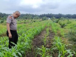 Dari Desa untuk Negeri, Bhabinkamtibmas Merawat Tanaman Jagung Bersama Petani Kandis