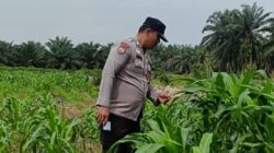 Bhabinkamtibmas Polsek Kandis dan Petani Bersama Merawat Kesuburan Tanaman Jagung