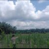 Dukung Program Asta Cita Presiden RI, Bhabinkamtibmas Polsek Kerumutan Monitoring Jagung Pipil Warga Desa Banjar Panjang
