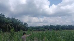 Dukung Program Asta Cita Presiden RI, Bhabinkamtibmas Polsek Kerumutan Monitoring Jagung Pipil Warga Desa Banjar Panjang