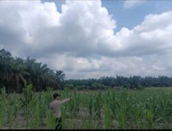 Dukung Program Asta Cita Presiden RI, Bhabinkamtibmas Polsek Kerumutan Monitoring Jagung Pipil Warga Desa Banjar Panjang