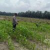 Polsek Kandis Bergerak di Tengah Hamparan Jagung, Wujud Nyata Polri Mengawal Swasembada Pangan Nasional