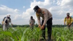 Mengawal Tunas Harapan Bangsa, Polsek Kandis Turun Langsung ke Lahan Jagung Demi Swasembada Pangan Nasional