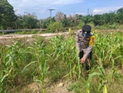 Dukung Ketahanan Pangan Nasional, Bhabinkamtibmas Polsek Rantau Kopar Rutin Pantau Tanaman Jagung Pipil 