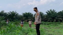 Pemantauan secara Rutin, Polsek Kandis Jaga Kesehatan Tanaman Jagung Bersama Petani