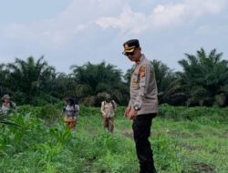 Pemantauan secara Rutin, Polsek Kandis Jaga Kesehatan Tanaman Jagung Bersama Petani