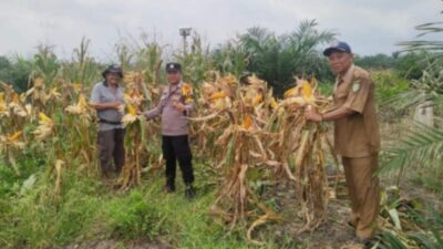 Berikut Tahapan Penting dalam Budidaya Tanaman Jagung, Polsek Kandis Ekstra Lakukan Pendampingan