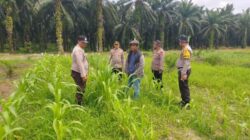 Polsek Kandis Perkuat Pendampingan Petani, Pastikan Tanaman Jagung Tumbuh Optimal Dukung Swasembada Pangan Nasional