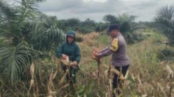 Bhabinkamtibmas Polsek Kandis Kawal Pertumbuhan Tanaman Jagung Tumpang Sari, Wujud Nyata Dukung Ketahanan Pangan