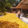 Bhabinkamtibmas Polsek Kandis dan Petani Antisipasi Dampak Musim Demi Menjaga Produksi Jagung
