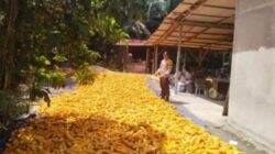 Bhabinkamtibmas Polsek Kandis dan Petani Antisipasi Dampak Musim Demi Menjaga Produksi Jagung