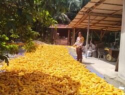 Bhabinkamtibmas Polsek Kandis dan Petani Antisipasi Dampak Musim Demi Menjaga Produksi Jagung