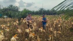 Polsek Kandis Perkuat Budaya Gotong Royong Bersama Petani, Wujudkan Hasil Ketahanan Pangan Melimpah