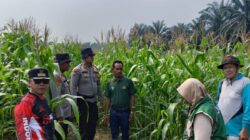 Kawal Ketahanan Pangan, Polsek Kandis Dampingi Petani Jagung