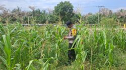 Dukung Ketahanan Pangan Nasional, Bhabinkamtibmas Polsek Rantau Kopar Pantau Rutin Pertanian Jagung Pipil Warga