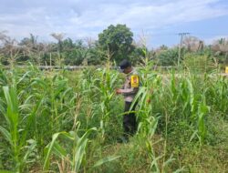 Dukung Ketahanan Pangan Nasional, Bhabinkamtibmas Polsek Rantau Kopar Pantau Rutin Pertanian Jagung Pipil Warga
