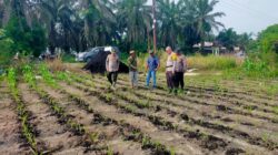 Polsek Kandis dan Petani Satukan Langkah, Mengawal Ketahanan Pangan untuk Masa Depan Bangsa
