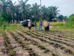 Polsek Kandis dan Petani Satukan Langkah, Mengawal Ketahanan Pangan untuk Masa Depan Bangsa