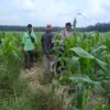 Polisi dan Petani di Kandis Kawal Jagung 12 Hektare, Ikhtiar Menjaga Ketahanan Pangan