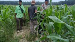 Polisi dan Petani di Kandis Kawal Jagung 12 Hektare, Ikhtiar Menjaga Ketahanan Pangan
