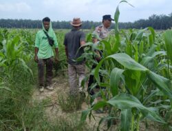 Polisi dan Petani di Kandis Kawal Jagung 12 Hektare, Ikhtiar Menjaga Ketahanan Pangan