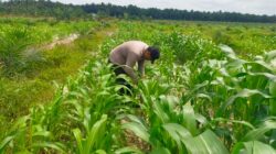 Polsek Kandis dan Petani Bersinergi, Jaga Jagung Tetap Tumbuh untuk Ketahanan Pangan