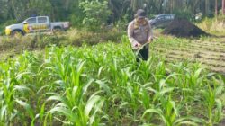 Polsek Kandis Lakukan Pengecekan Rutin Tanaman Jagung untuk Ketahanan Pangan