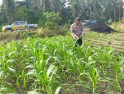 Polsek Kandis Lakukan Pengecekan Rutin Tanaman Jagung untuk Ketahanan Pangan