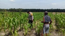 12 H Jagung Jadi Tumpuan, Polsek Kandis Bergerak Kawal Swasembada Pangan
