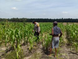 12 H Jagung Jadi Tumpuan, Polsek Kandis Bergerak Kawal Swasembada Pangan
