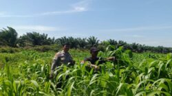 Jagung Tumbuh, Harapan Menguat: Polsek Kandis Kawal Ketahanan Pangan dari Jambai Makmur