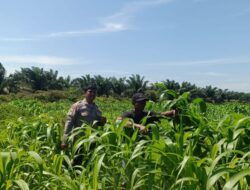 Jagung Tumbuh, Harapan Menguat: Polsek Kandis Kawal Ketahanan Pangan dari Jambai Makmur