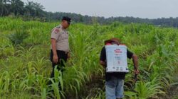12 H Jagung Jadi Asa Swasembada, Polisi Turun Langsung Kawal Lahan Petani di Kandis