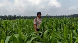 Bhabinkamtibmas Sahabat Petani, Kawal Ketahanan Pangan dari Lahan Binaan Polsek Kandis