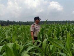 Bhabinkamtibmas Sahabat Petani, Kawal Ketahanan Pangan dari Lahan Binaan Polsek Kandis