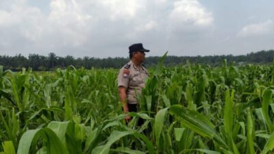 Bhabinkamtibmas Sahabat Petani, Kawal Ketahanan Pangan dari Lahan Binaan Polsek Kandis