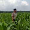 Menanti Panen, Tanaman Jagung Mulai Berbuah di Lahan Binaan Polsek Kandis