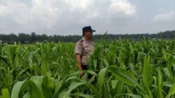 Menanti Panen, Tanaman Jagung Mulai Berbuah di Lahan Binaan Polsek Kandis