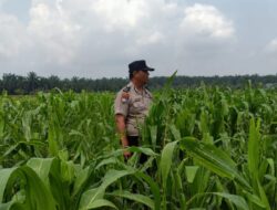 Menanti Panen, Tanaman Jagung Mulai Berbuah di Lahan Binaan Polsek Kandis