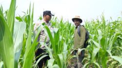 Dari Lahan ke Ketahanan Bangsa, Bhabinkamtibmas Polsek Kandis Turun Langsung Cek Jagung Petani Jambai Makmur