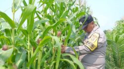 Jagung Dirawat, Produktivitas Ditingkatkan, Ketahanan Pangan Dikuatkan