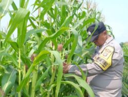 Jagung Dirawat, Produktivitas Ditingkatkan, Ketahanan Pangan Dikuatkan