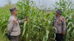 Dari Tangan Petani, untuk Masa Depan Negeri: Polsek Kandis Perkuat Ketahanan Pangan