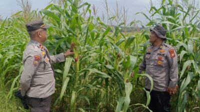 Dari Tangan Petani, untuk Masa Depan Negeri: Polsek Kandis Perkuat Ketahanan Pangan